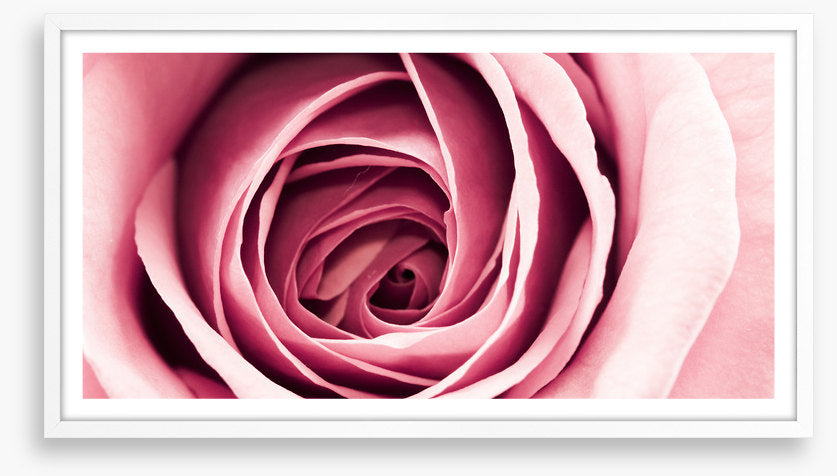 Delicate petals