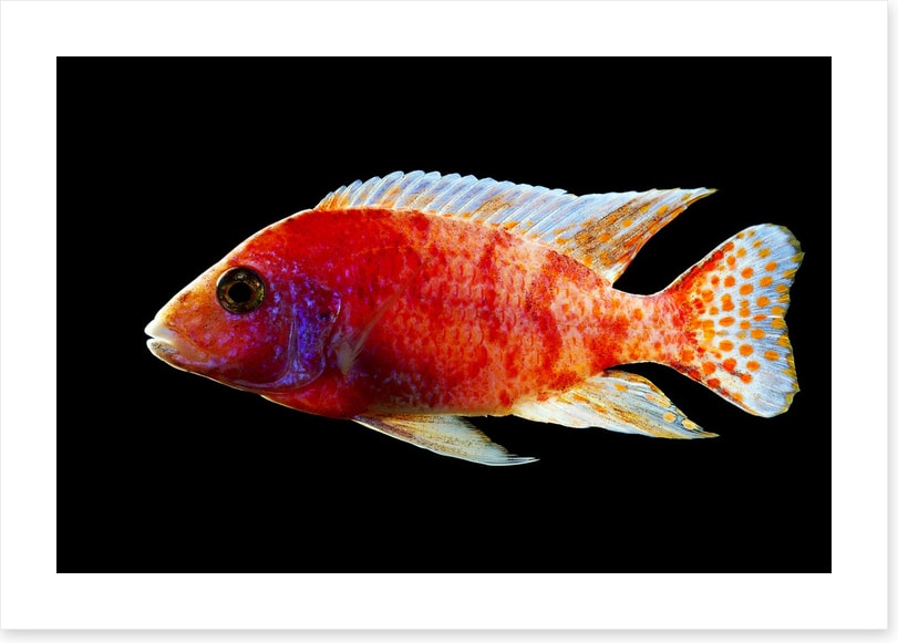 Fish / Aquatic