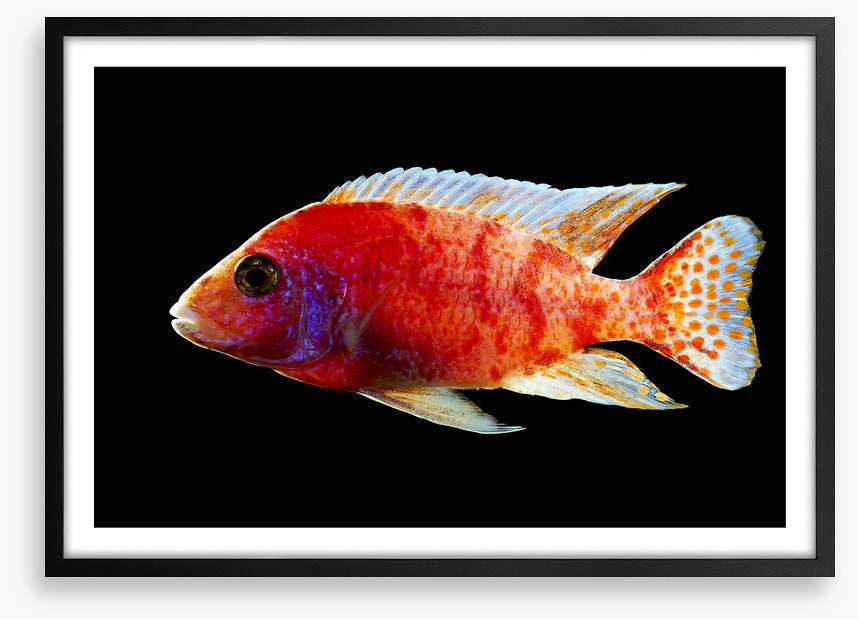 Fish / Aquatic