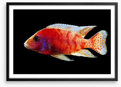 Fish / Aquatic
