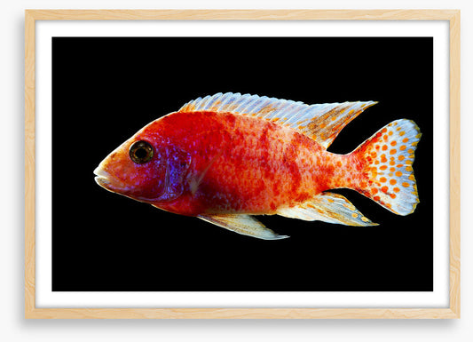 Fish / Aquatic
