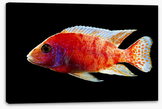 Fish / Aquatic