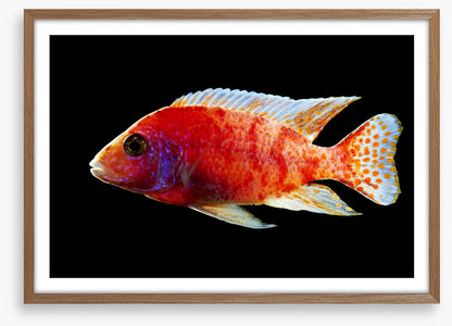 Fish / Aquatic