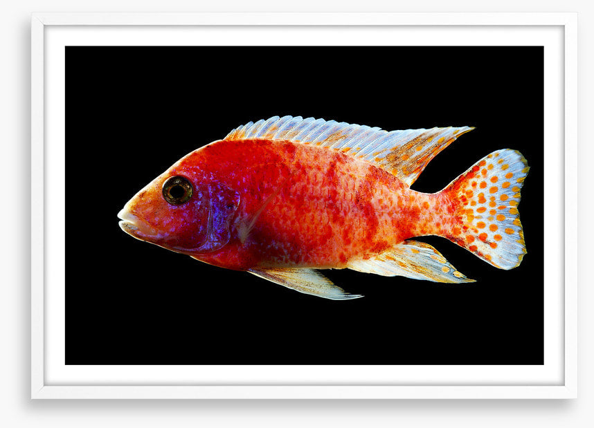 Fish / Aquatic