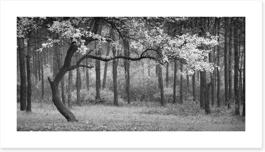 The wood from the trees