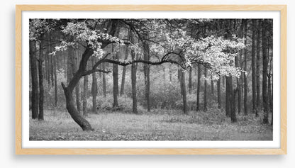 The wood from the trees