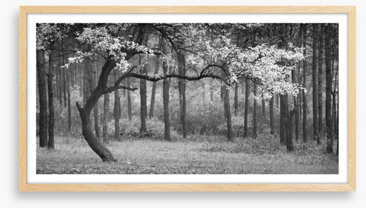 The wood from the trees