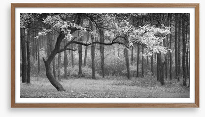 The wood from the trees