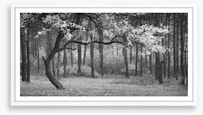 The wood from the trees
