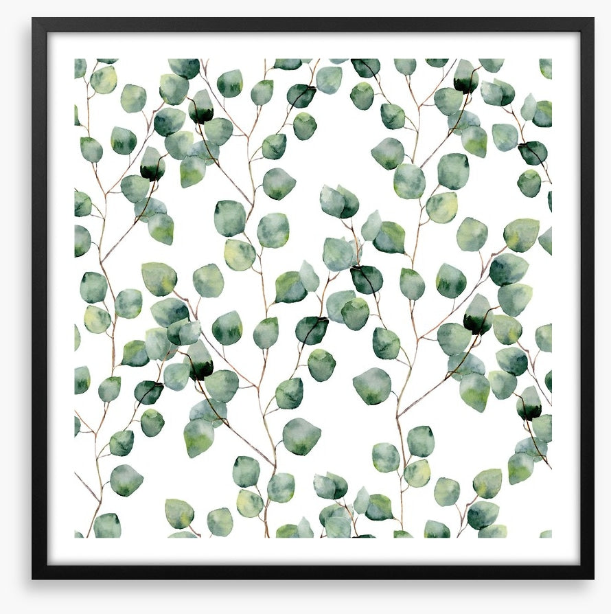 Silver eucalypts