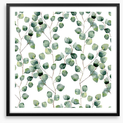 Silver eucalypts