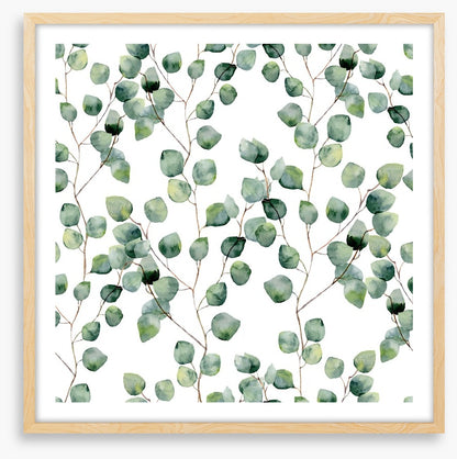 Silver eucalypts
