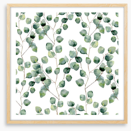 Silver eucalypts