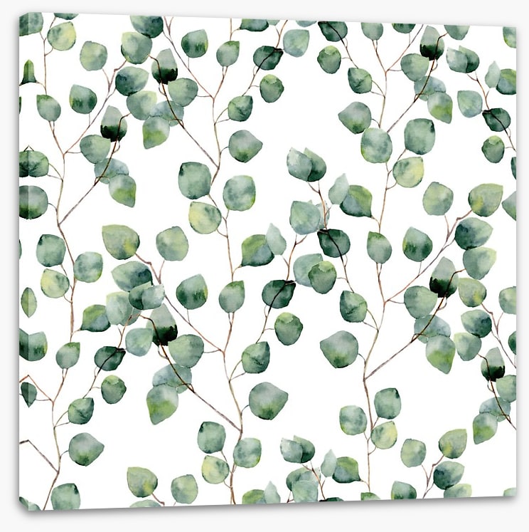 Silver eucalypts