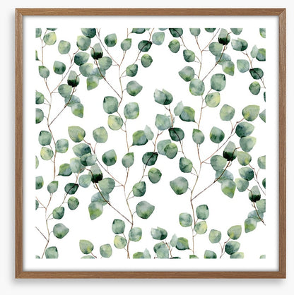 Silver eucalypts