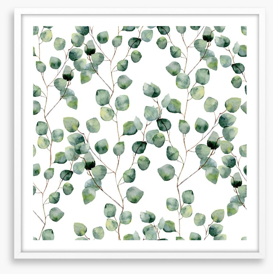 Silver eucalypts