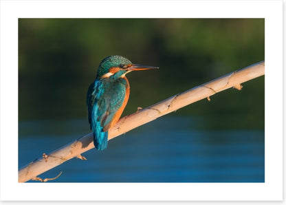 Common beauty