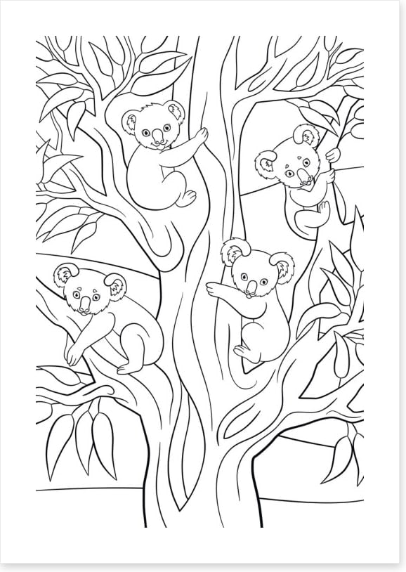 Colour me koalas