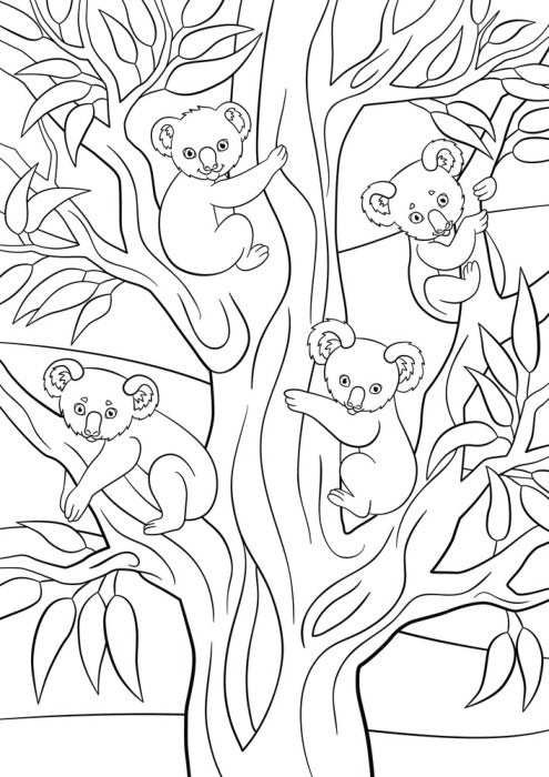 Colour me koalas