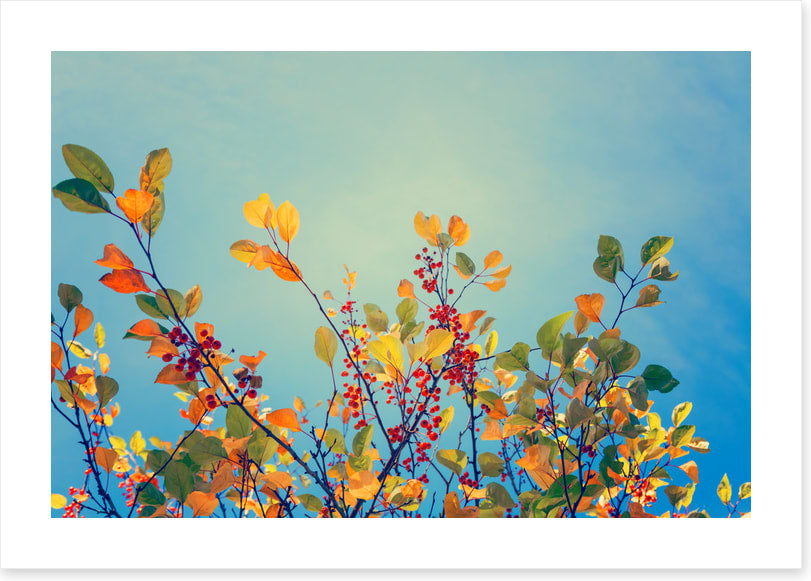 Autumn rainbow