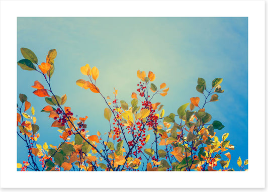 Autumn rainbow