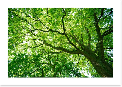Under the canopy