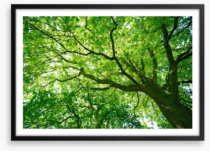 Under the canopy