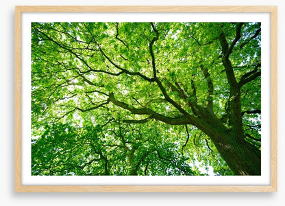 Under the canopy
