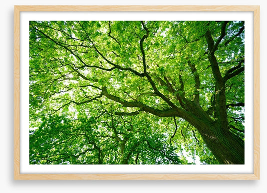 Under the canopy