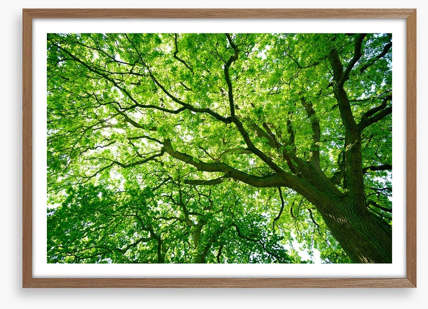 Under the canopy