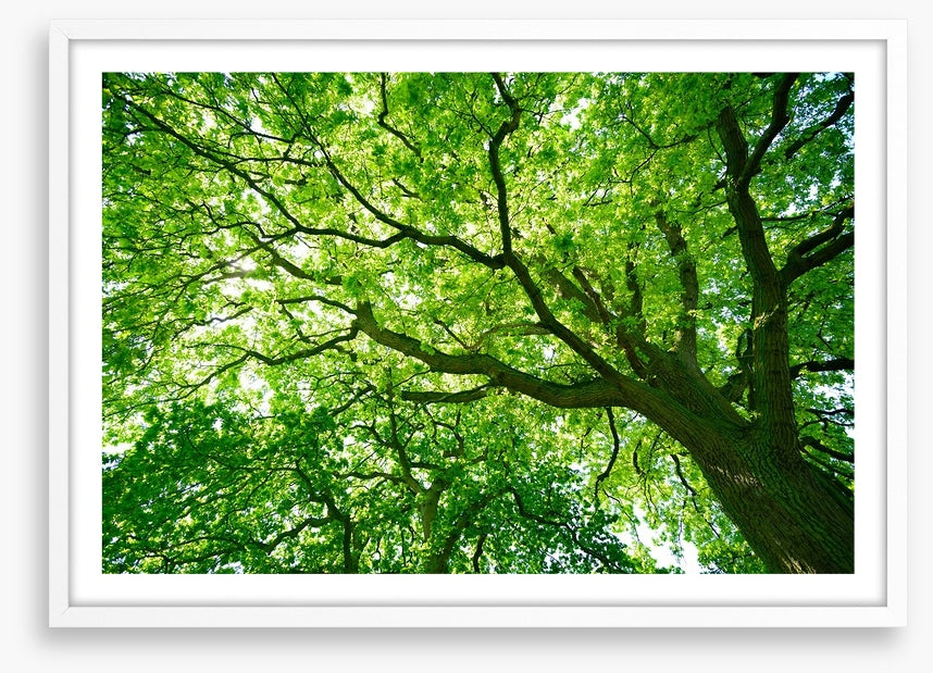 Under the canopy