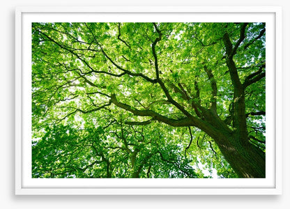 Under the canopy