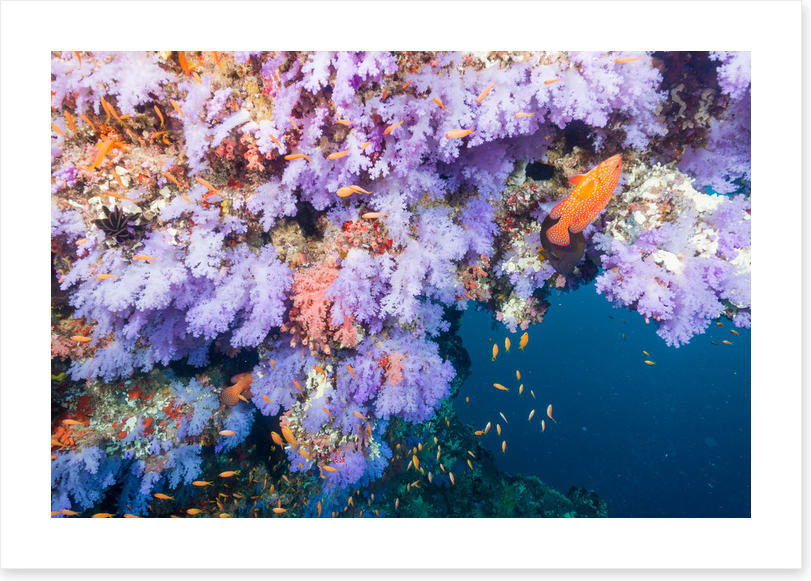 Lilac coral life