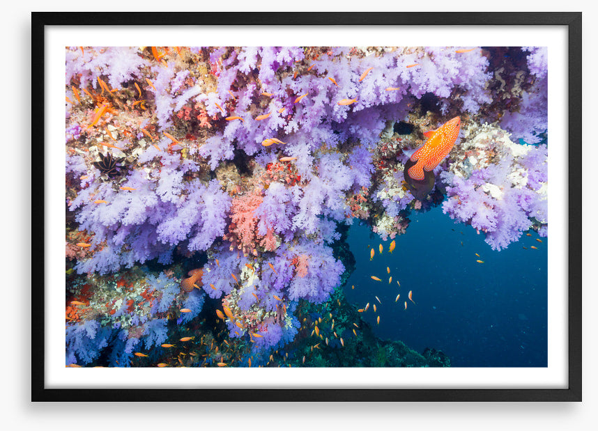Lilac coral life
