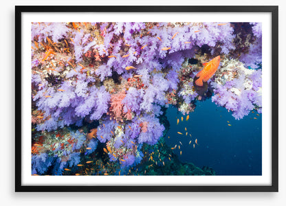 Lilac coral life