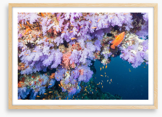 Lilac coral life