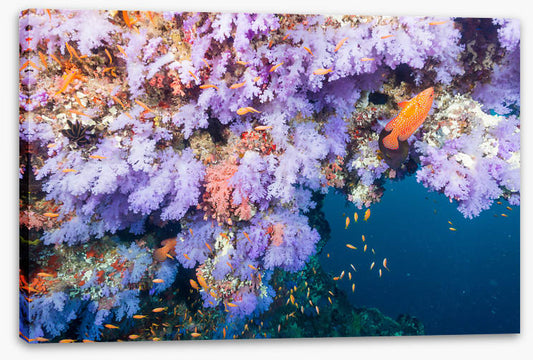Lilac coral life
