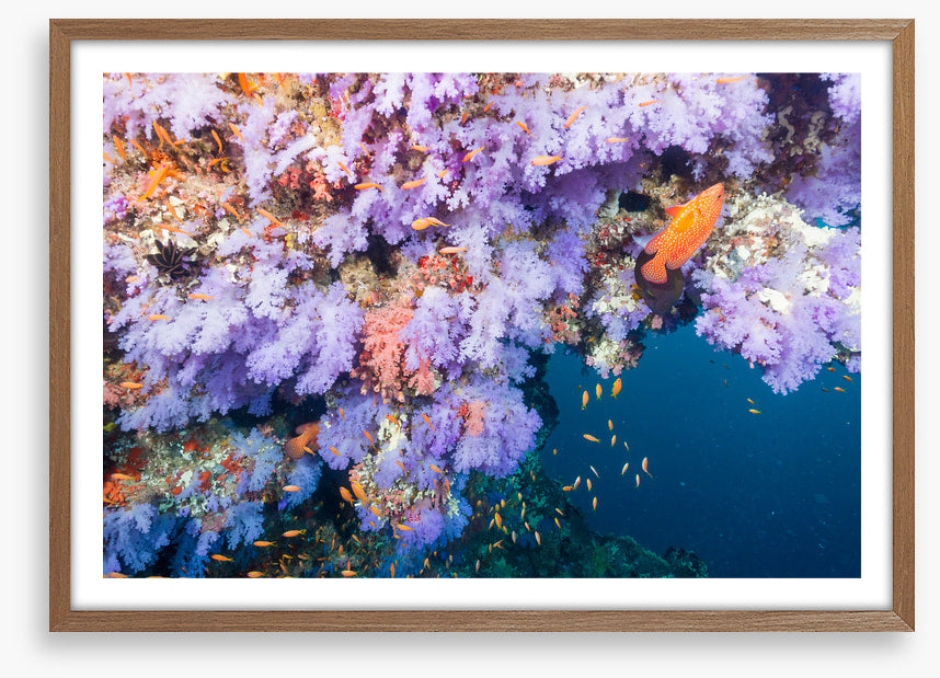 Lilac coral life