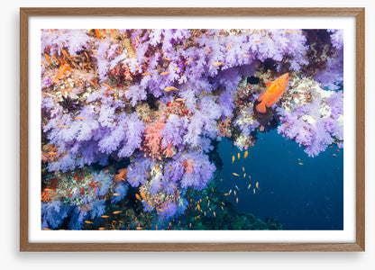Lilac coral life