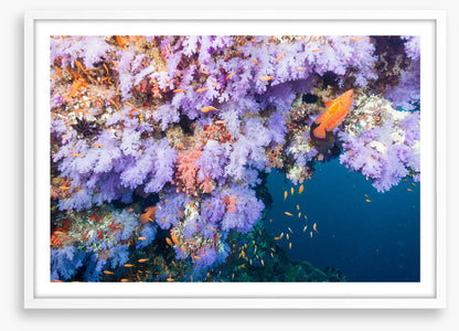 Lilac coral life