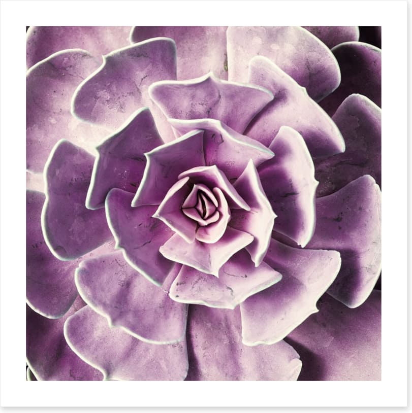 Radiant rosette