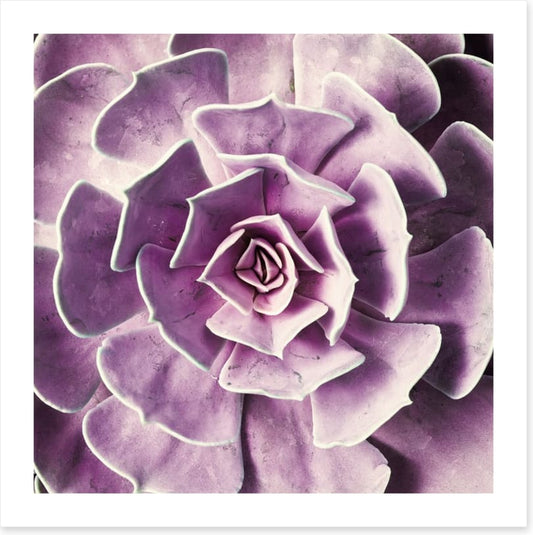 Radiant rosette
