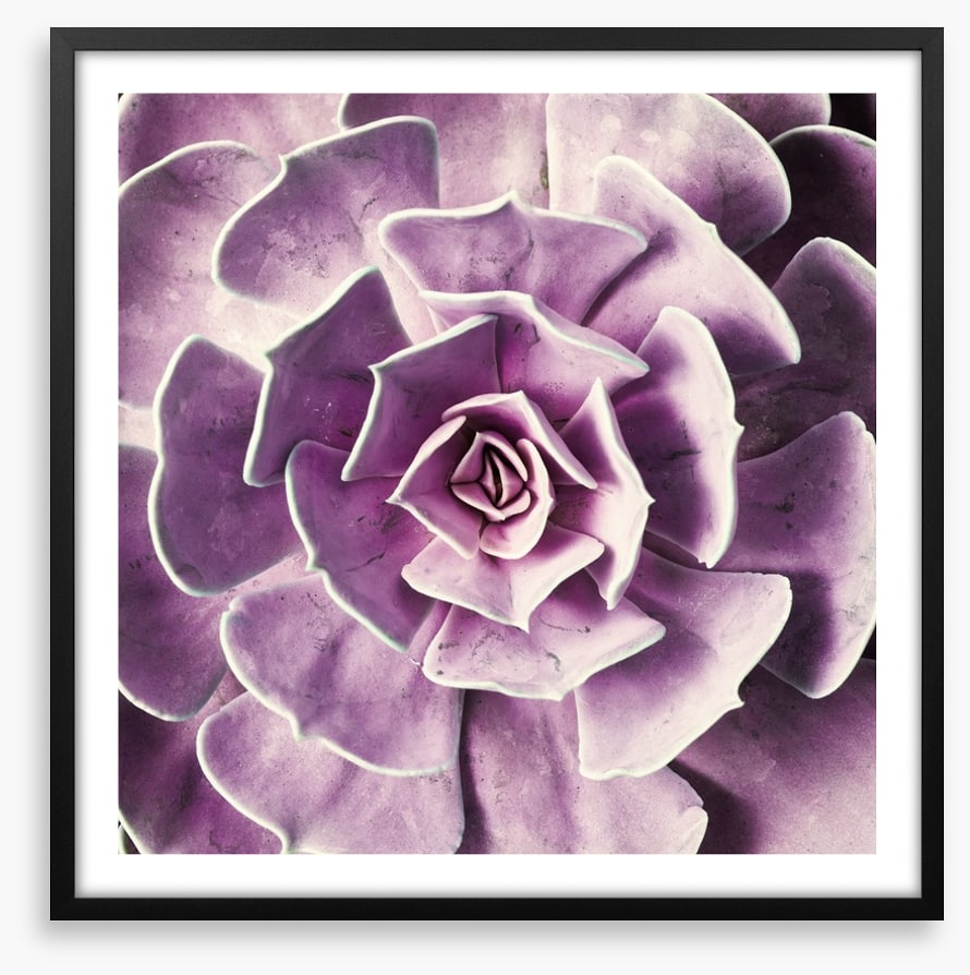 Radiant rosette
