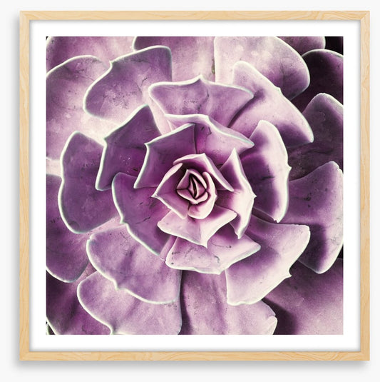 Radiant rosette