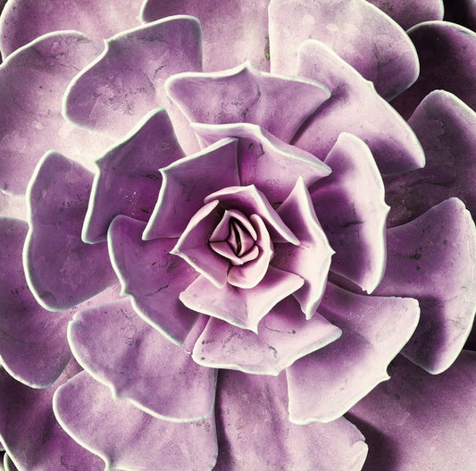 Radiant rosette