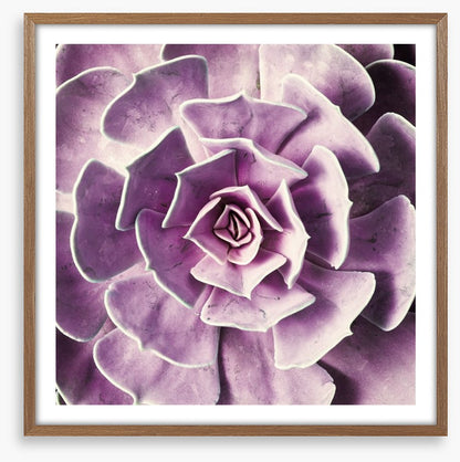Radiant rosette
