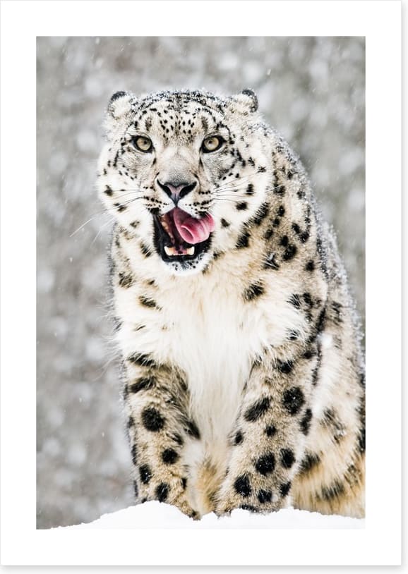 Tongue curling anticipation