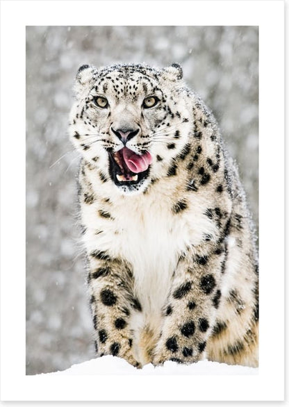 Tongue curling anticipation