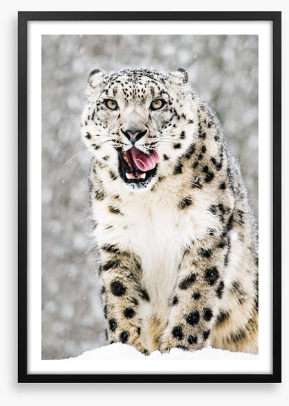 Tongue curling anticipation