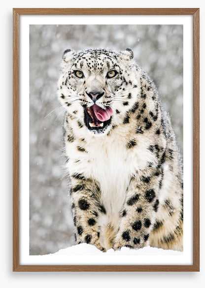 Tongue curling anticipation